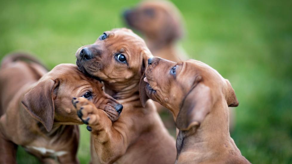group of brown hound dogs playing together in grass