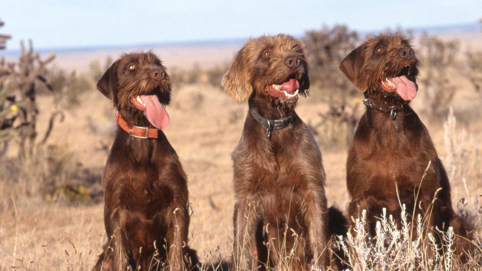 three brown pudelpointers sitting in a field