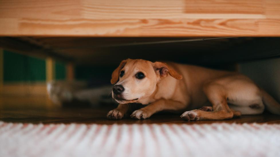 A scared dog hides under the bed.