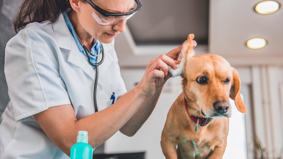 veterinarian cleaning a dog's ears with a wipe