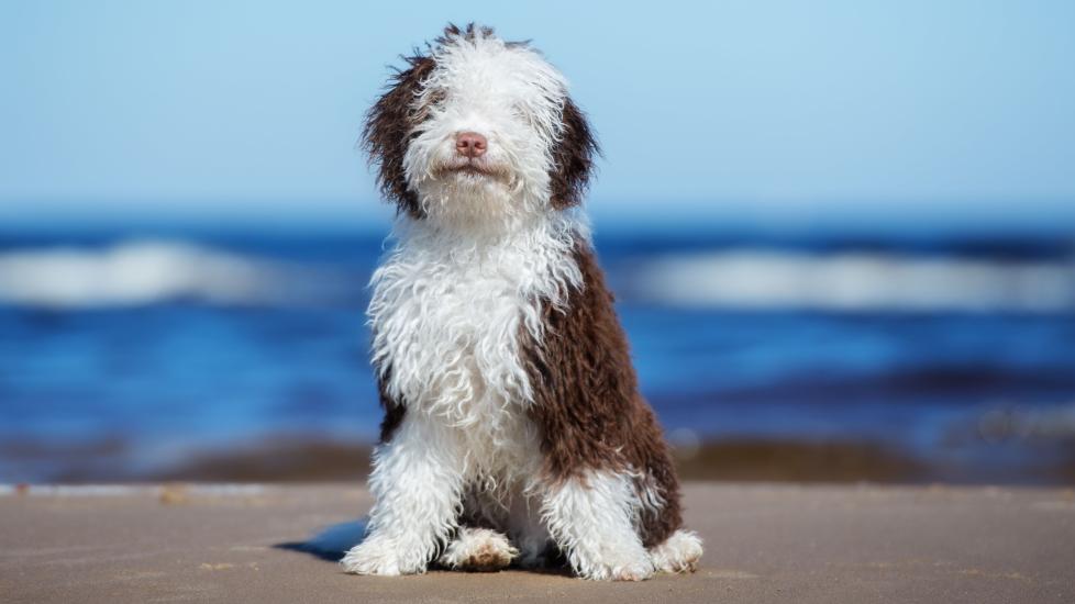 brown and white spanish water dog sitting on a beach