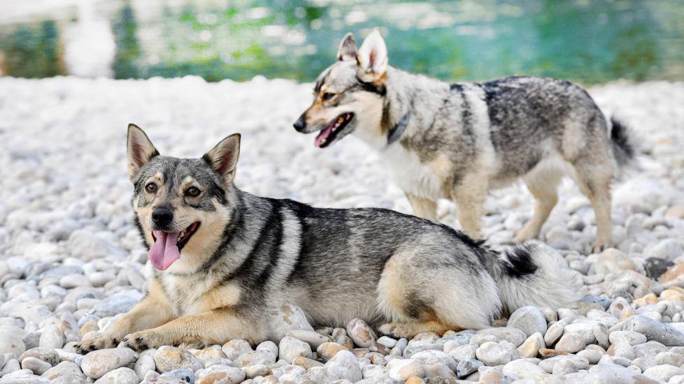 two swedish vallhund dogs standing on a rocky beach