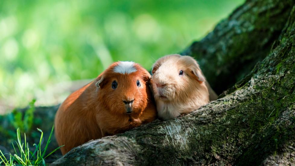 Two cute guinea pigs sit at the base of a tree.