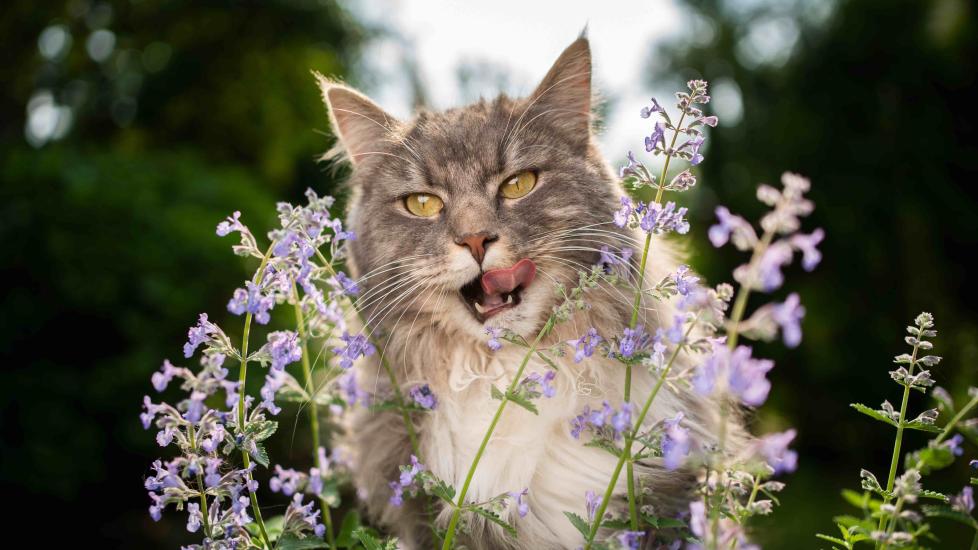 cat standing in a catnip plant and licking his lips