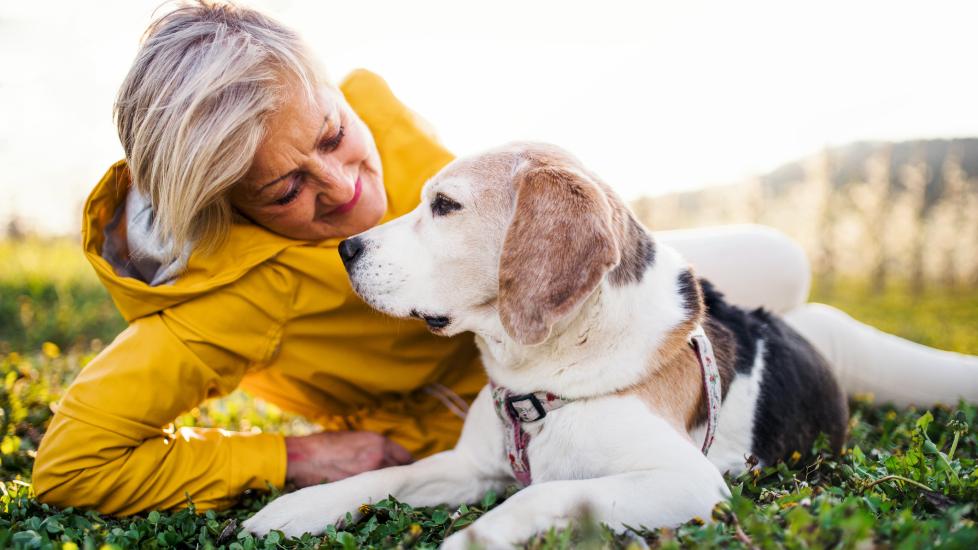 Chemotherapy for Dogs PetMD