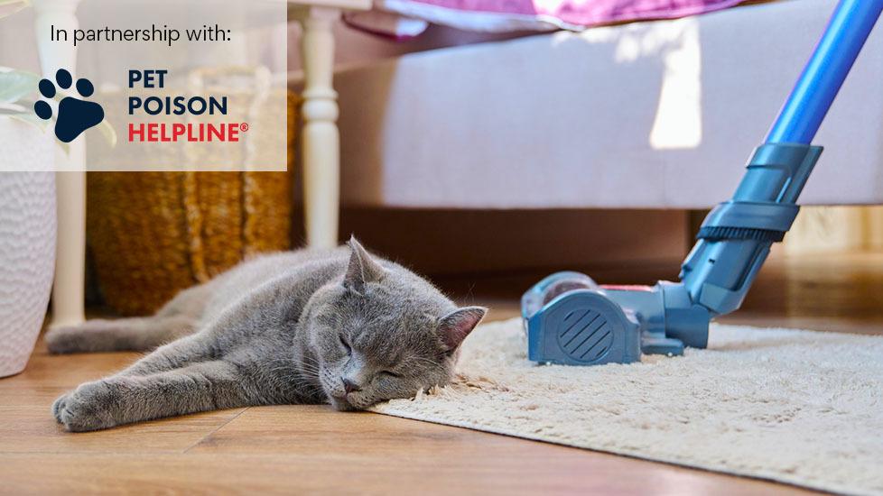 gray cat lying on carpet near vacuum 