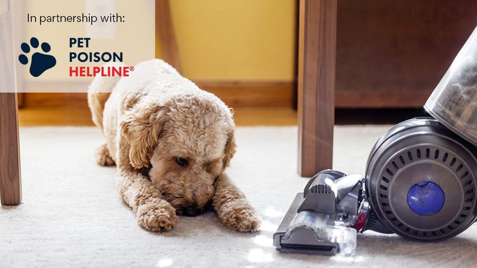 dog lying on floor with vacuum near him