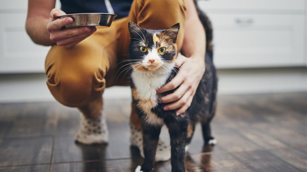 nature of things cats