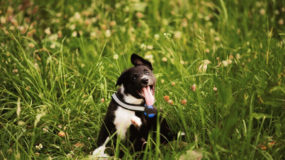 Rash Dog Losing Hair On Neck And Chest Dog Skin Issues PetMD