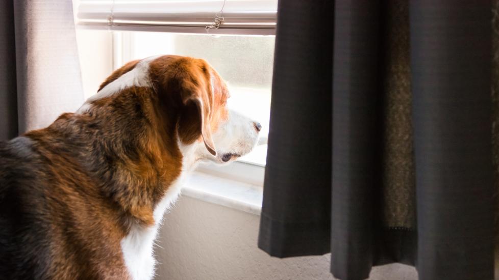 A Beagle looks out the window for his pet parent.