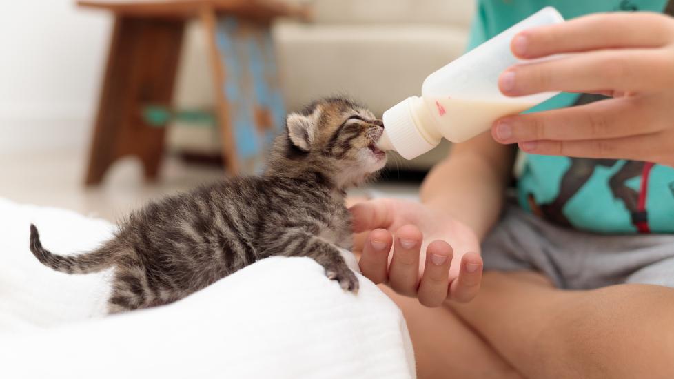 A pet parent feeds their kitten.