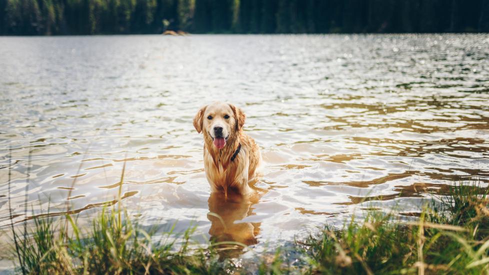 A dog stands in a lake.
