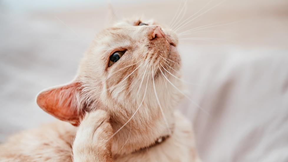 Ear Mites in Cats PetMD