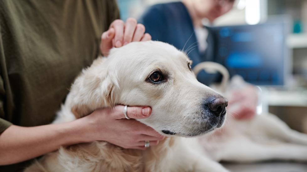 why do dogs press their head against you