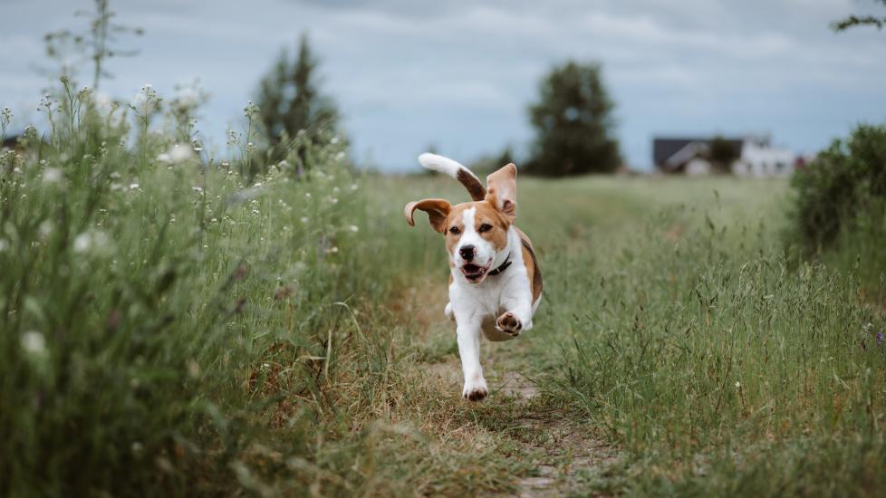A Beagle runs through a field.