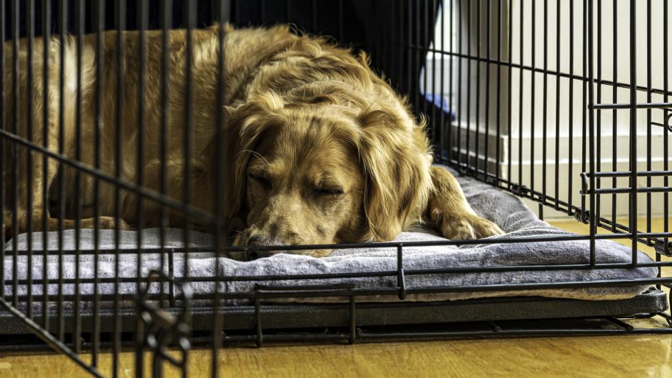 An adult dog sleeps in their crate.