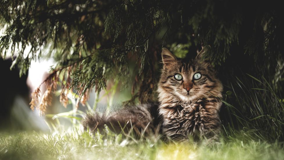 A beautiful cat sits beneath a pine tree.