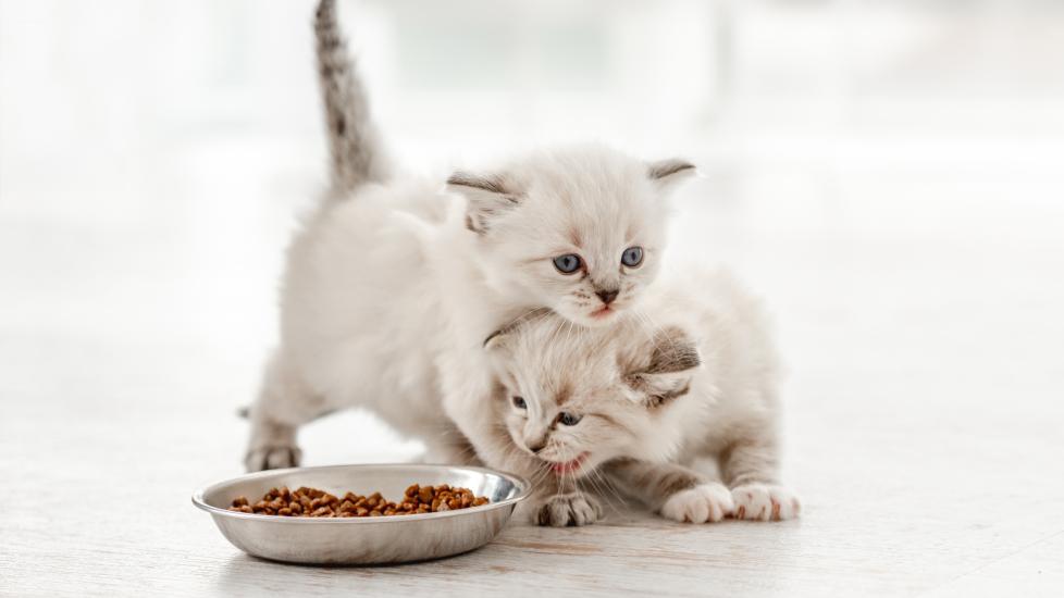 two ragdoll kittens sharing a bowl of wet food