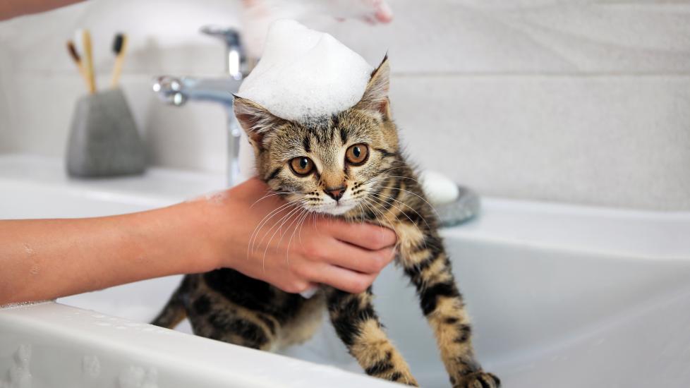 A kitten gets a bath.