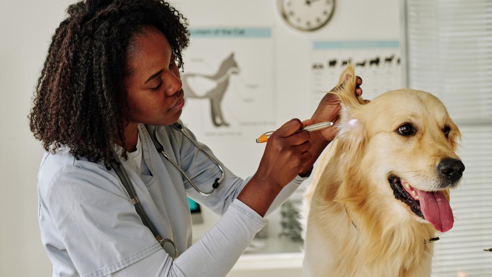 dog getting ear examined at vet clinic