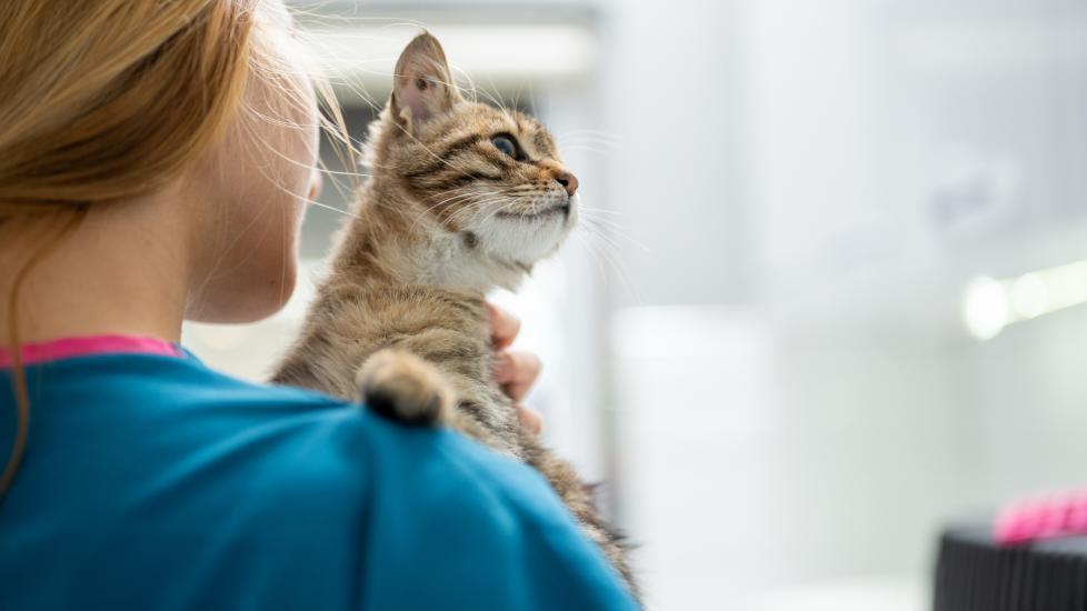 A cat is held by their vet.
