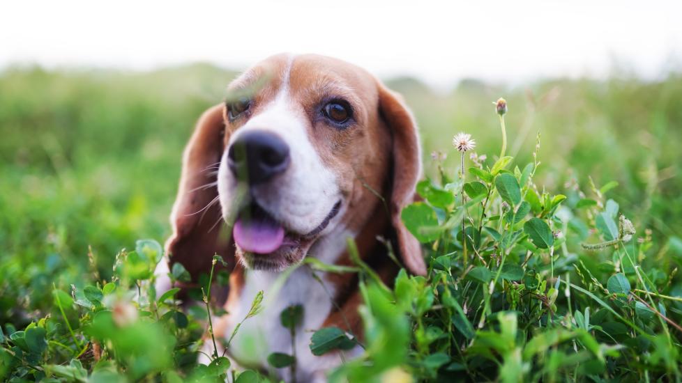 A Beagle sits in a field.