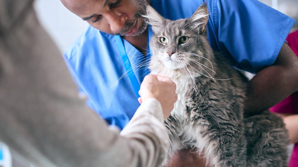 A Maine Coon cat is examined by their vet.