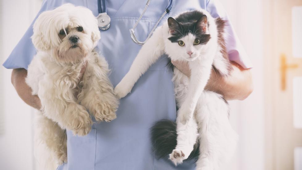 A vet holds a dog and cat.