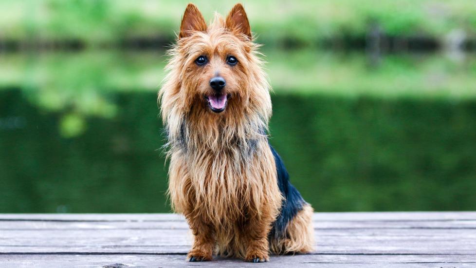 scruffy australian terrier sitting and looking at the camera
