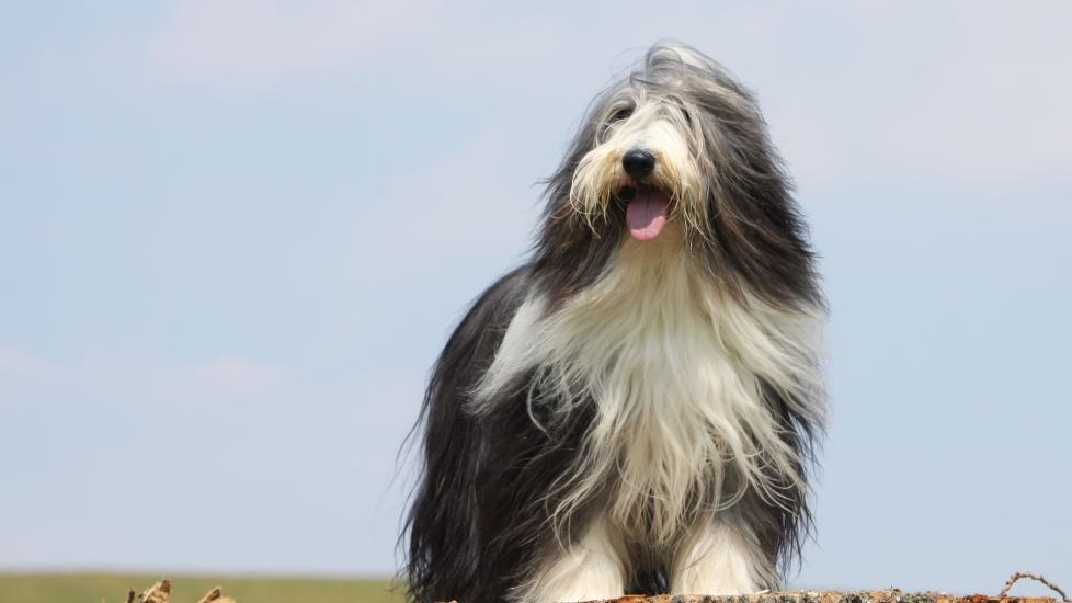 gray and white long-haired bearded collie standing against a pale blue sky