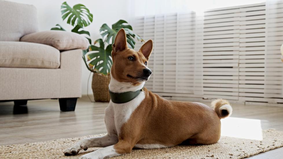 brown and white basenji lying on a rug in a living room