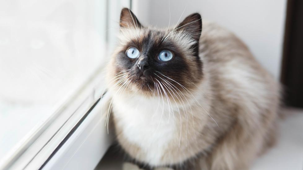 cream colorpoint birman cat sitting at a window ledge and looking up