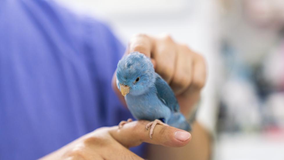 Small blue parrot at the vet