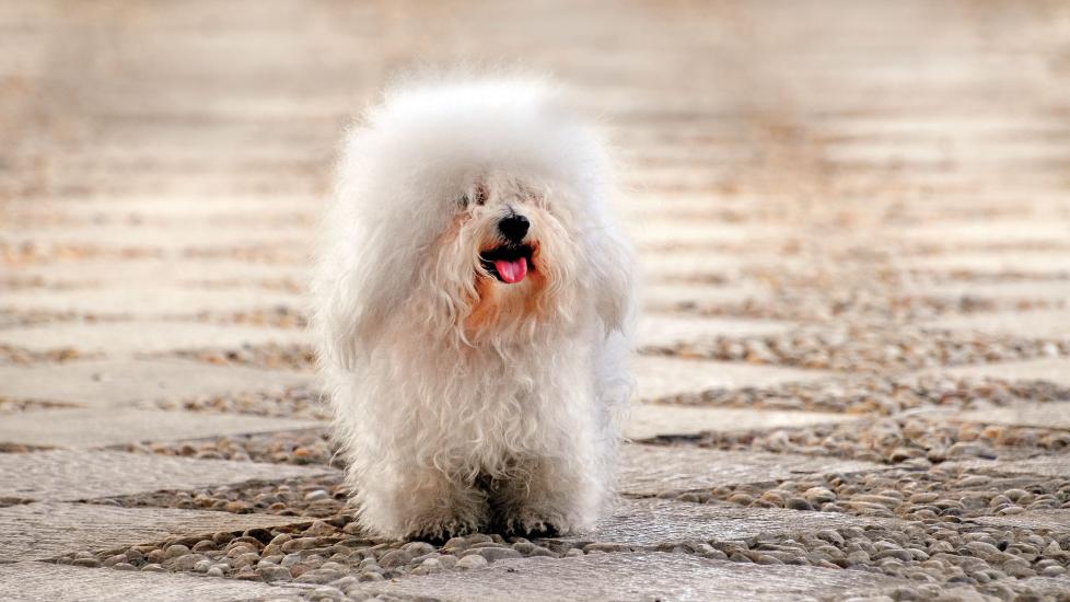 scruffy white bolognese dog breed