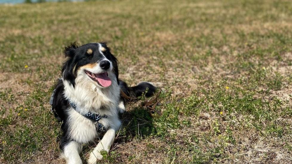 border aussie dog laying in grass and smiling