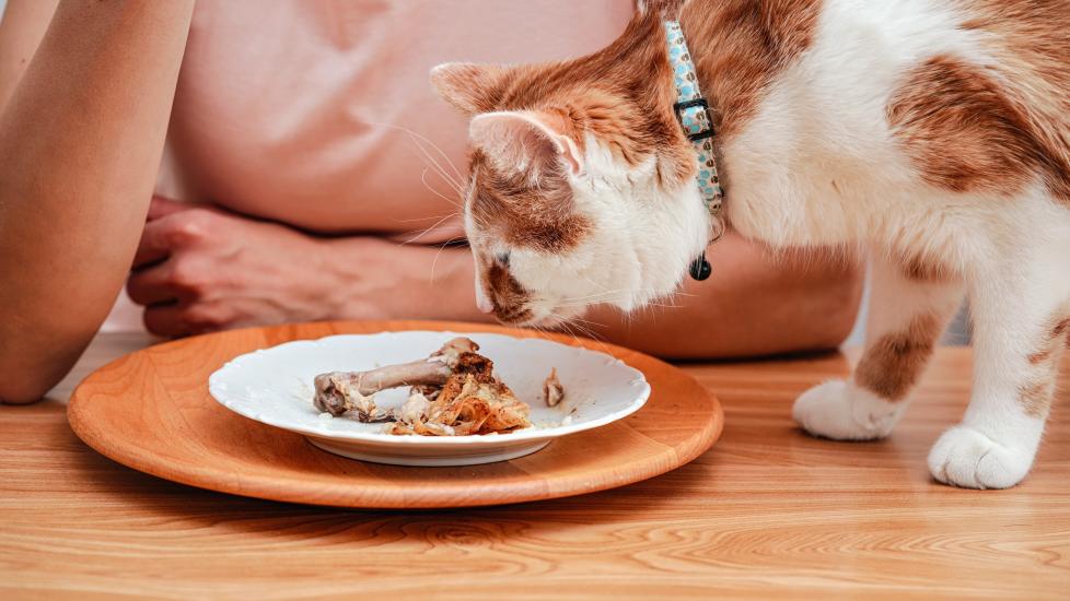 orange and white cat sniffing a plate with a chicken bone on it