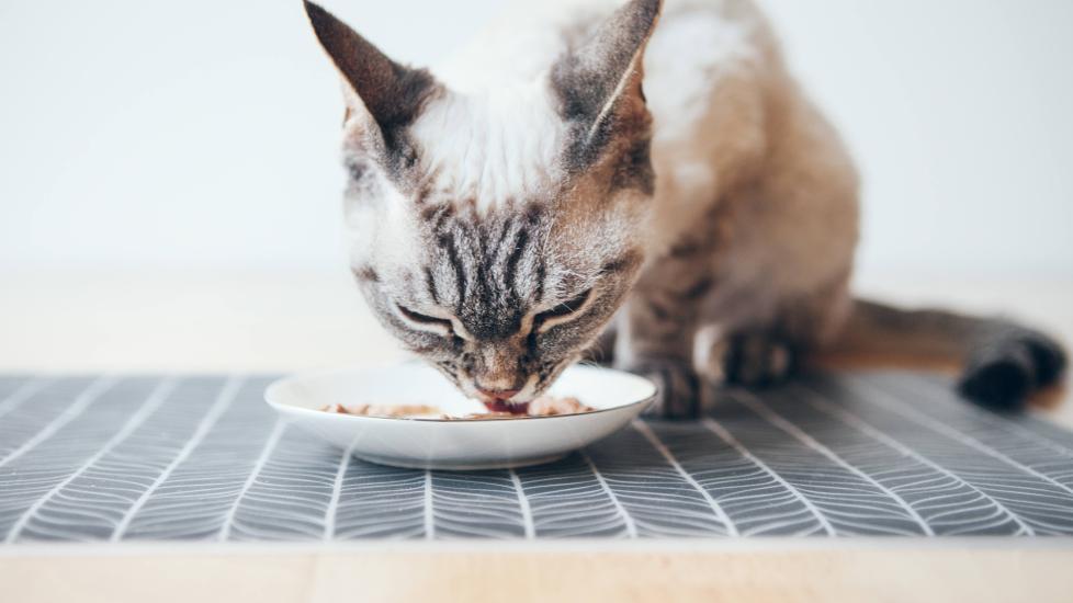 siamese cat mix eating tuna from a small white plate