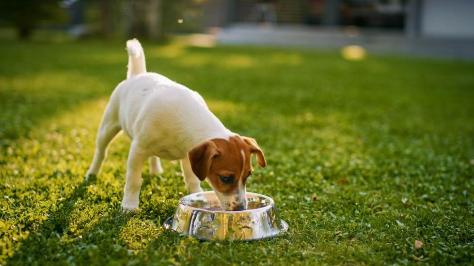 jack russell terrier drinking water on a lawn