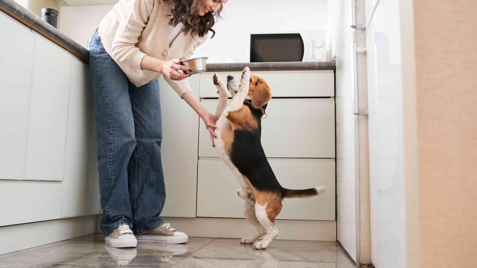 woman setting a silver dog bowl onto the floor while a beagle stands on his hind legs