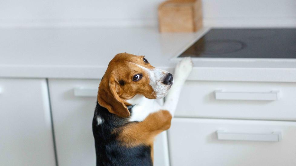 beagle standing at a kitchen countertop and looking guilty