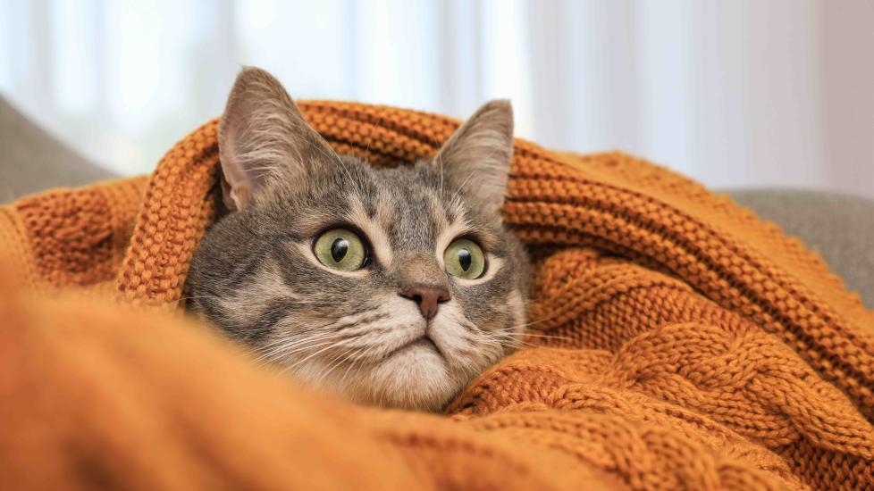 gray tabby cat wrapped in a knit orange blanket