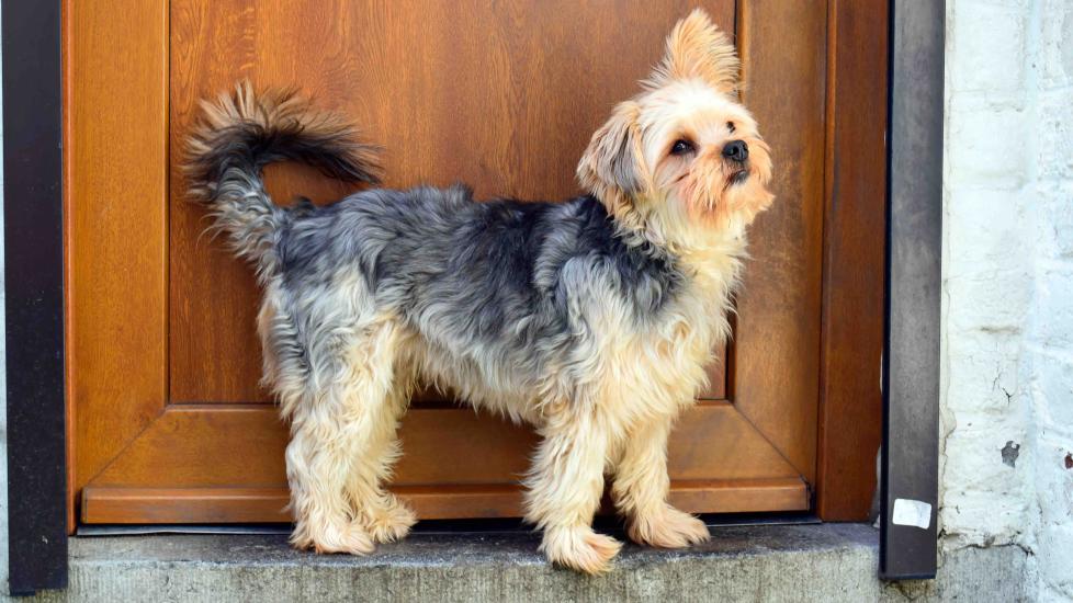 chorkie dog standing in front of a door