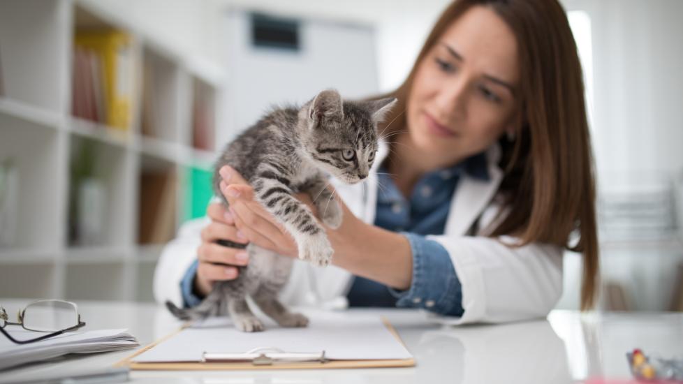 veterinarian holding up a gray tabby kitten