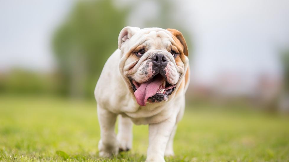 white and brown bulldog walking through grass toward the camera with his tongue hanging out