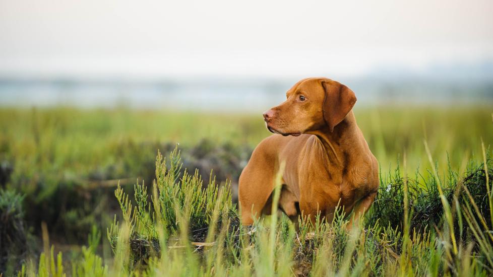 viszla dog standing in tall grass and looking toward the side
