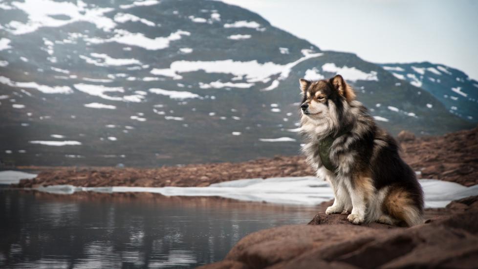brown and white finnish lapphund sitting in front of a mountain landscape