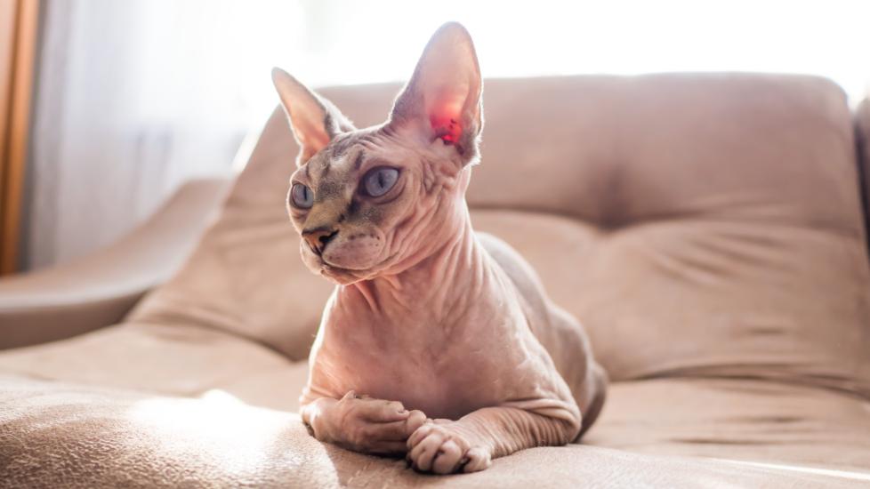 pink hairless sphynx cat sitting on a couch