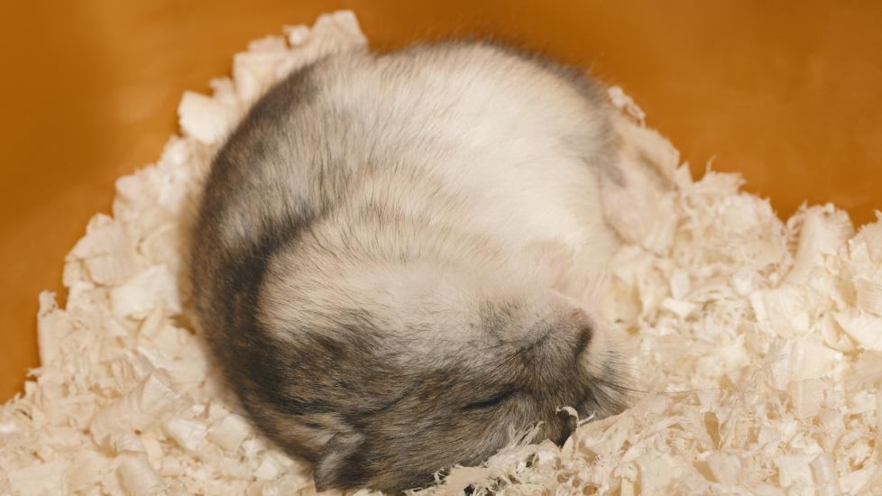 Hamster sleeping cozy