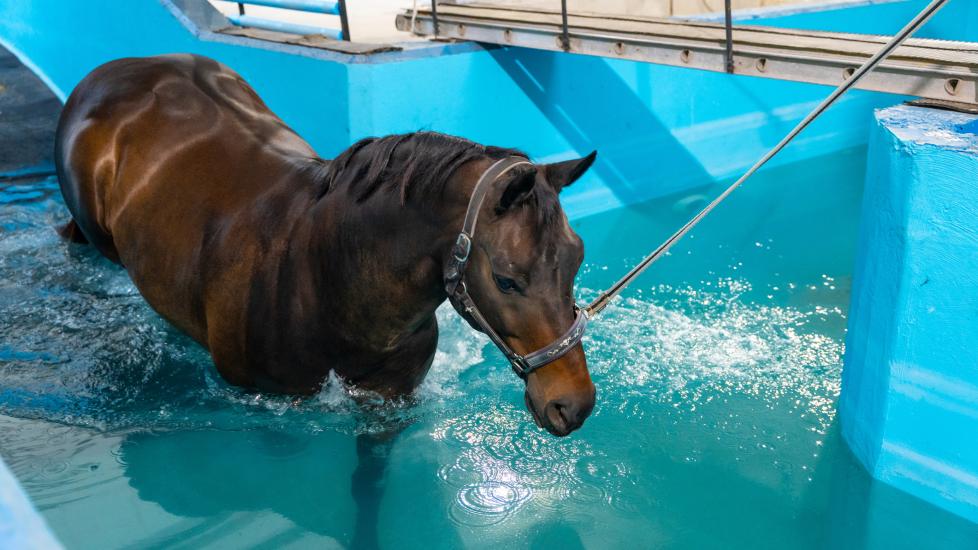 horse entering swimming pool