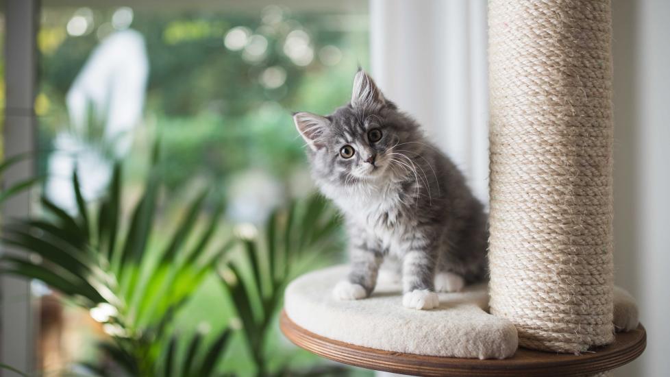 gray fluffy kitten sitting on a cat tree